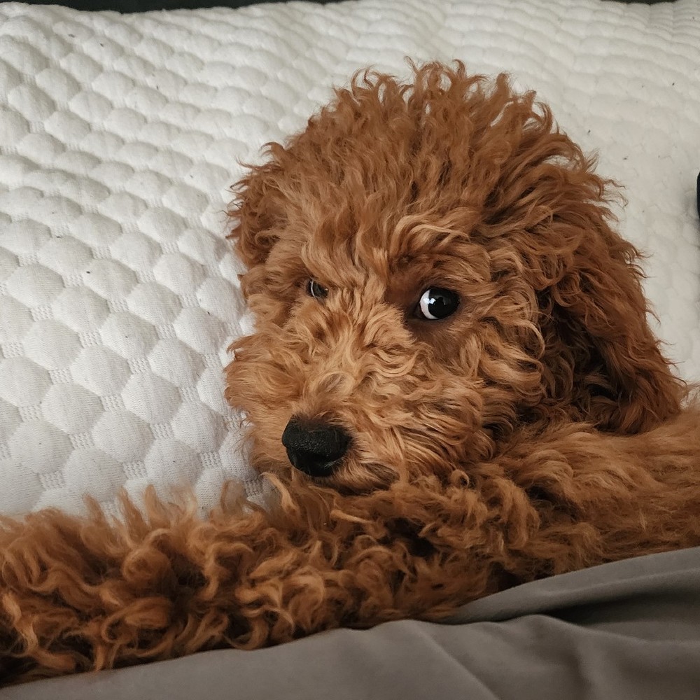 Meet your Posher, Marian